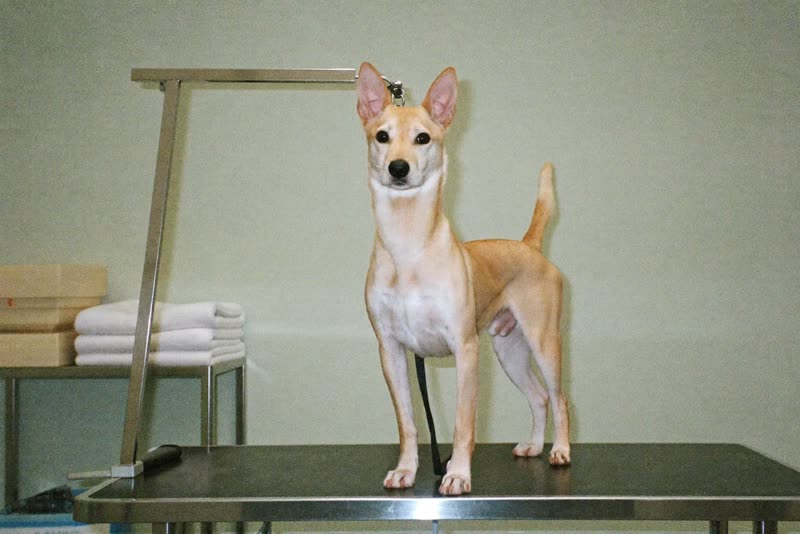 A dog standing on a grooming table in a plain, tidy grooming room