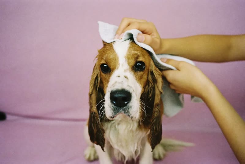 Hands towel-drying a wet spaniel after its bath