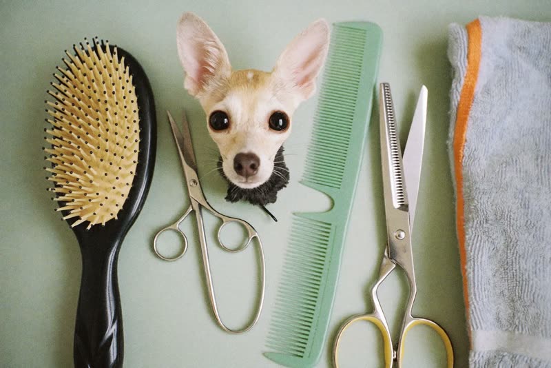 Grooming tools laid out on a plain surface: brush, comb, scissors and a folded towel