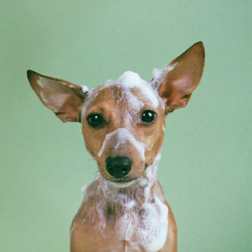 A small terrier being shampooed, coat full of suds