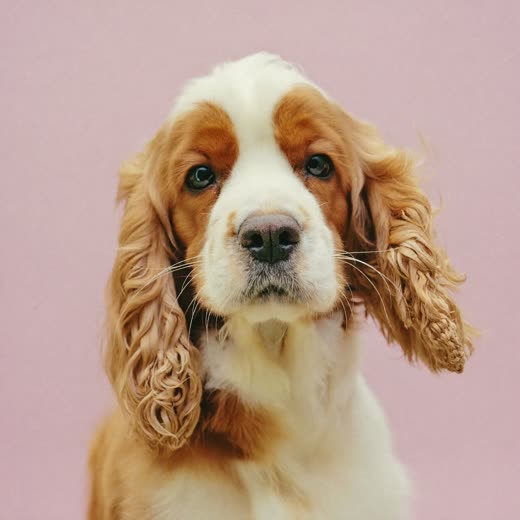 A spaniel being blow-dried, coat lifting