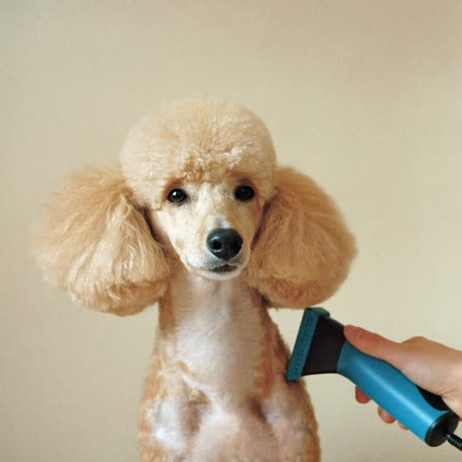 A poodle having its coat clipped