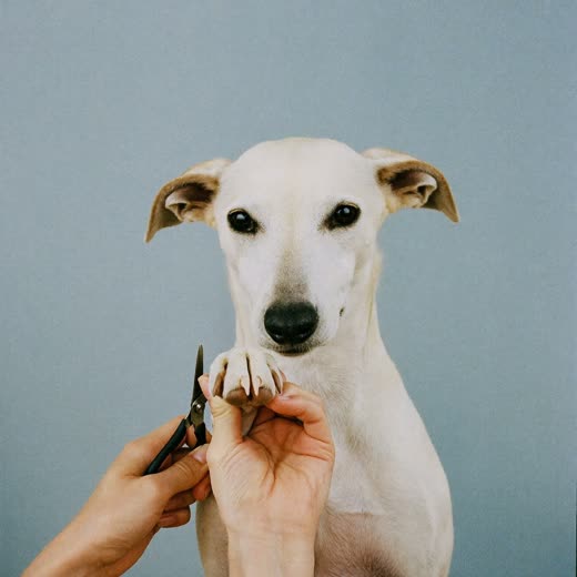 A dog's paw held for a nail trim