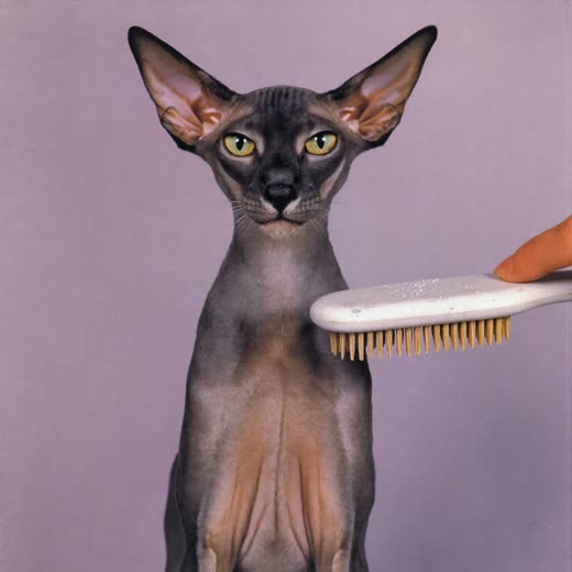 A freshly brushed cat sitting upright